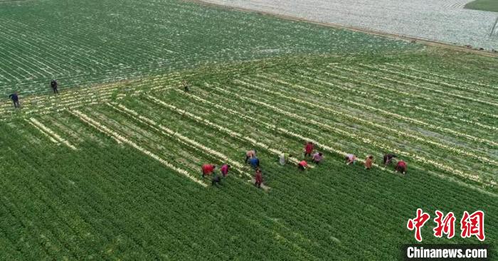 蔬菜基地工人正搶抓農(nóng)時(shí)采收蘿卜?！?彭圣洲 攝