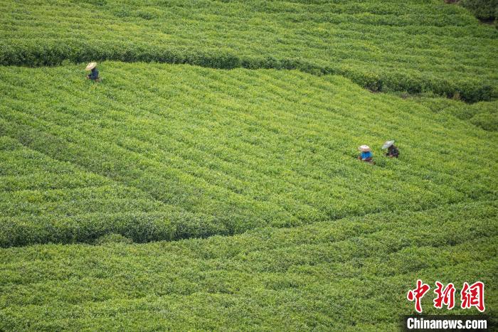 茶農(nóng)采摘谷雨茶?！√普?攝