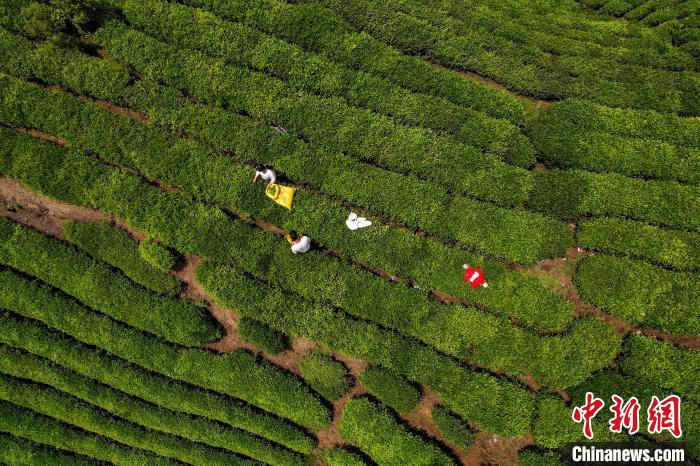 茶農(nóng)正在采摘新鮮茶葉?！√普?攝