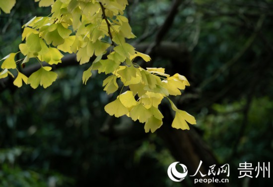 觀山湖公園秋意漸濃。人民網(wǎng) 陽茜攝