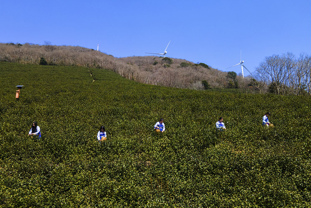 茶農(nóng)們搶抓晴好天氣采摘春茶。楊云中攝