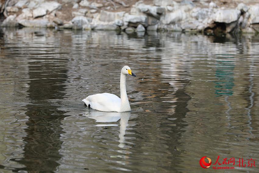 北京動物園水禽湖上，水鳥游弋其中，傳遞春的消息。人民網(wǎng) 尹星云攝