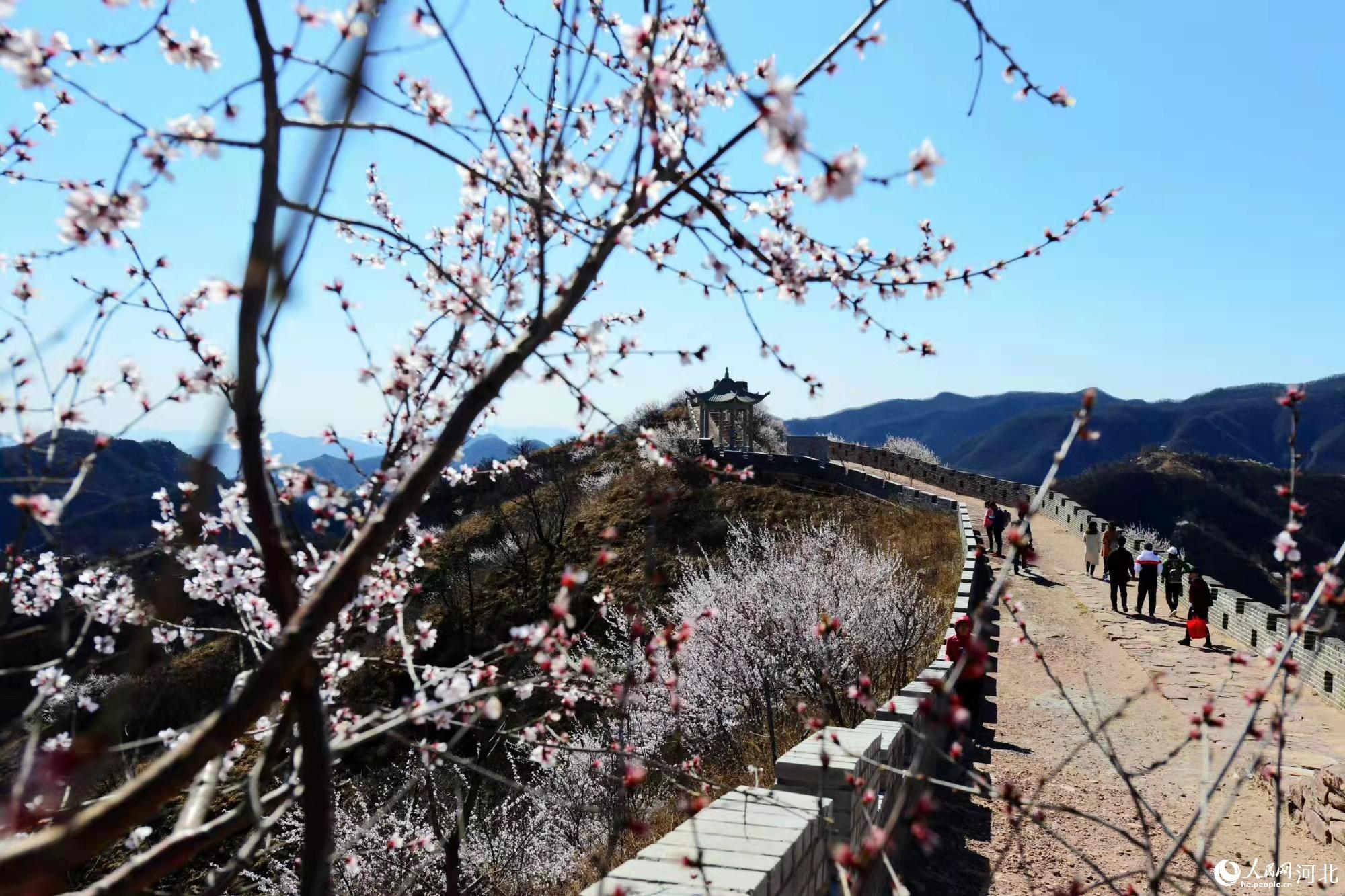 邢臺(tái)九龍峽景區(qū)鮮花盛開。 馬健攝