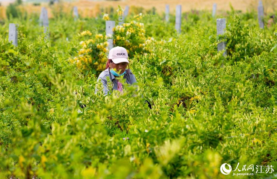 淮安市淮安區(qū)復興鎮(zhèn)的金銀花進入采摘黃金期。紀星名攝