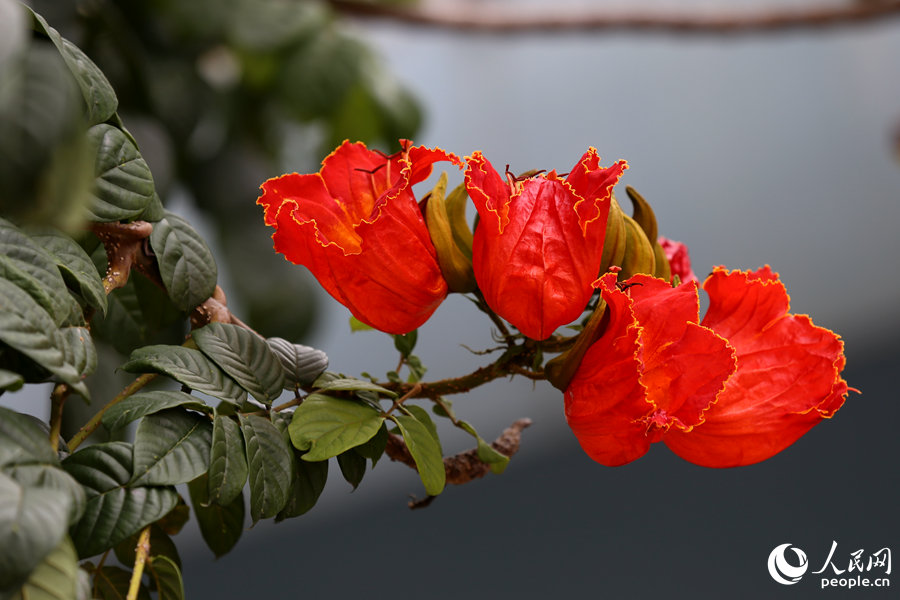 火焰木花朵呈紅色或橙紅色。人民網(wǎng) 陳博攝