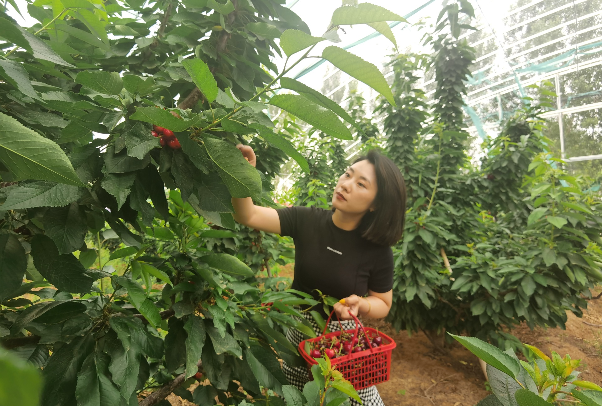 穿行林間，游客摘下一串串“紅瑪瑙”，感受鄉(xiāng)村別樣風景。 劉柯旋攝