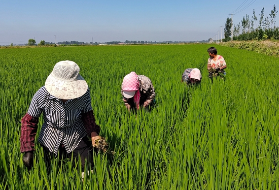 7月15日，農(nóng)民在河北省玉田縣石臼窩鎮(zhèn)王家樓村稻田勞作。 張仁杰攝