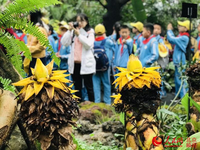 植物館里的地涌金蓮。地涌金蓮原產(chǎn)中國云南，為中國特產(chǎn)花卉。人民網(wǎng) 董兆瑞攝