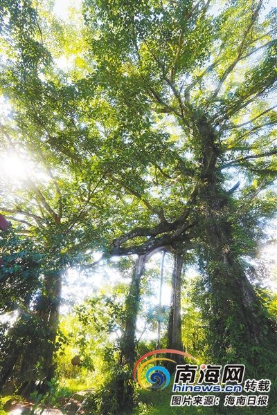 百花嶺雨林文化旅游區(qū)內(nèi)的百年古榕樹。海南日報記者 蘇曉杰 攝