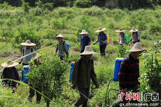 8月18日，在廣西柳州市融安縣大良鎮(zhèn)古蘭村古蘭屯，村民在金桔基地打藥。譚凱興 攝