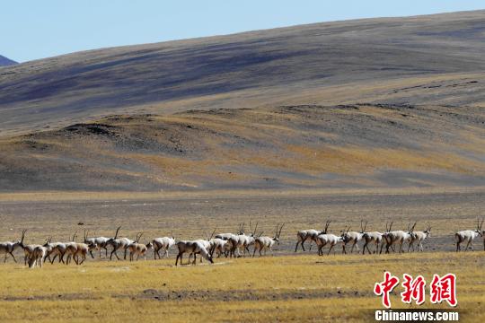 西藏阿里地區(qū)現藏羚羊遷徙“大軍”