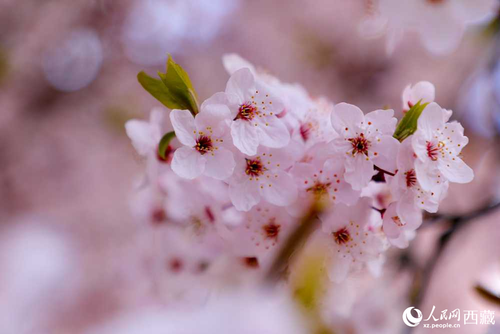 桃花盛開惹人醉。人民網(wǎng)記者 次仁羅布攝