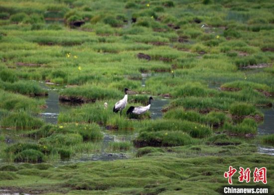 圖為祁連山國(guó)家公園青海片區(qū)內(nèi)的黑頸鶴?！∑钸B山國(guó)家公園青海省管理局供圖 攝