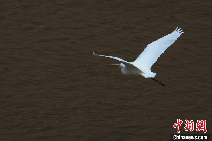 青?！澳赣H河”湟水水質(zhì)改善引鷺鳥(niǎo)嬉戲