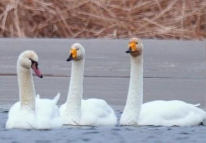 圖為疣鼻天鵝與大天鵝。　青海國家公園觀鳥協(xié)會供圖 攝