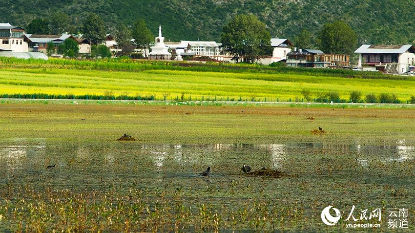 納帕海成為鳥(niǎo)類(lèi)遷徙停留地。呂昊辰攝