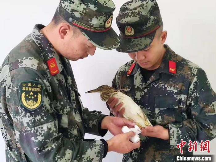 圖為武警官兵正在為國家一級重點保護(hù)動物池鷺包扎?！×鴿商?攝