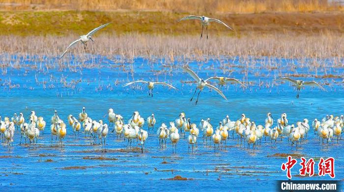 沿海濕地，鳥類天堂?！←}城市委宣傳部供圖