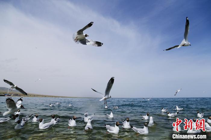 圖為水鳥在青海湖飛翔?！●R銘言 攝