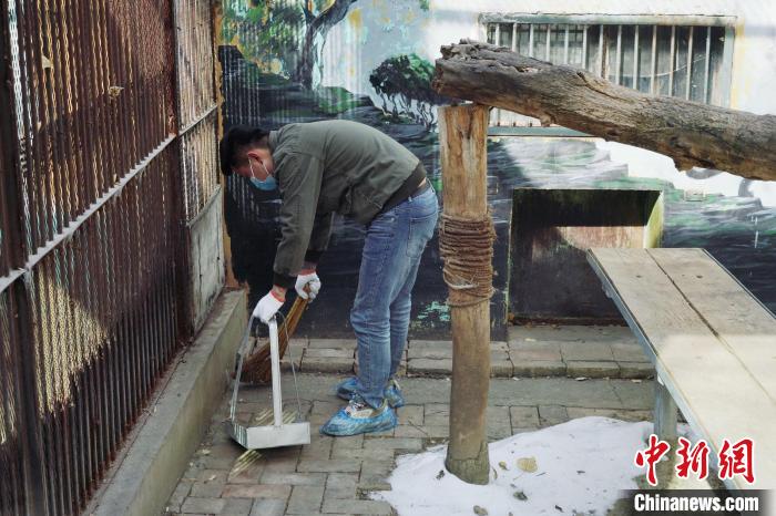 圖為雪豹“奶爸”史壽軍正在打掃豹館衛(wèi)生?！●R銘言 攝