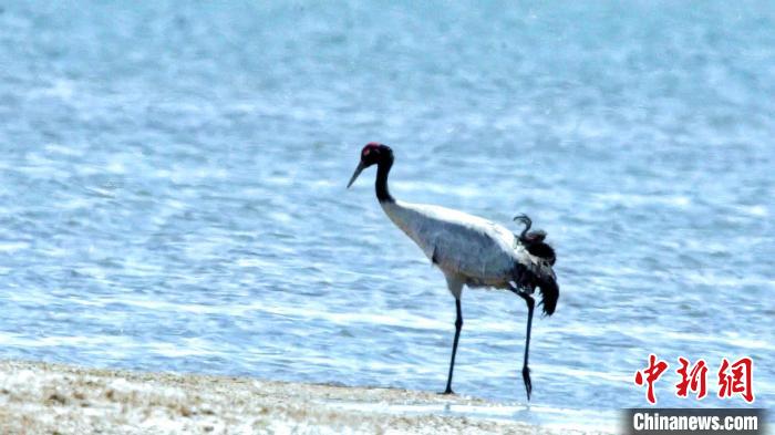 圖為黑頸鶴在青海湖畔散步?！《砣詹囟?攝