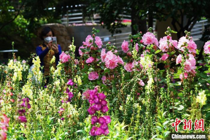 圖為市民在西寧園林植物園內(nèi)賞花拍照?！●R銘言 攝