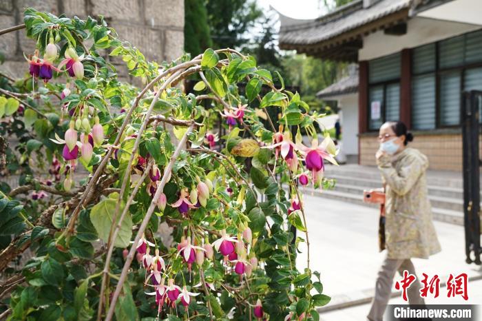 圖為市民在西寧園林植物園內(nèi)觀賞花卉。　馬銘言 攝