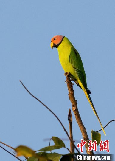 圖為站立枝頭的花頭鸚鵡雄鳥 張海鈺 攝