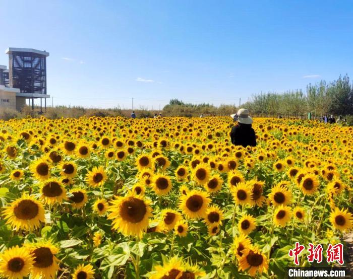 圖為格爾木境內(nèi)的向日葵花海?！「駹柲救诿襟w中心供圖