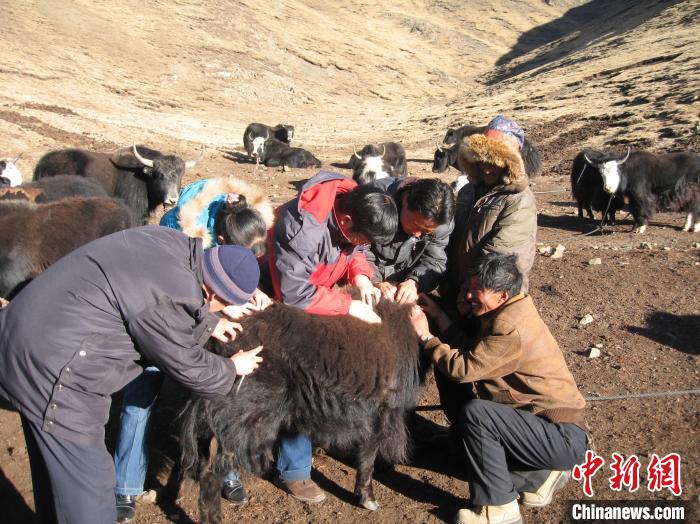 資料圖為研究團(tuán)隊(duì)在青南高原地區(qū)開展了牦牛寄生蟲病流行病學(xué)和防治技術(shù)研究?！?青海省畜牧獸醫(yī)科學(xué)院供圖