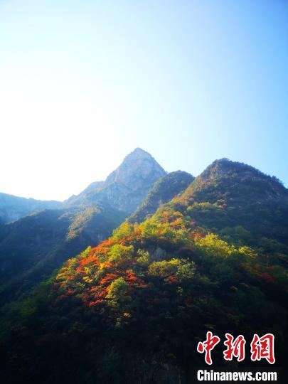 四川萬源：紅葉觀賞正當時滿山紅葉層林盡染