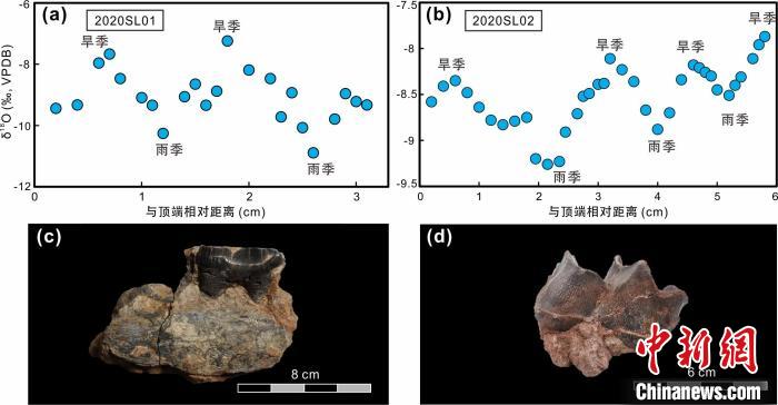 本次研究中的犀牛牙齒化石及氧同位素特征?！≈锌圃呵嗖馗咴?供圖