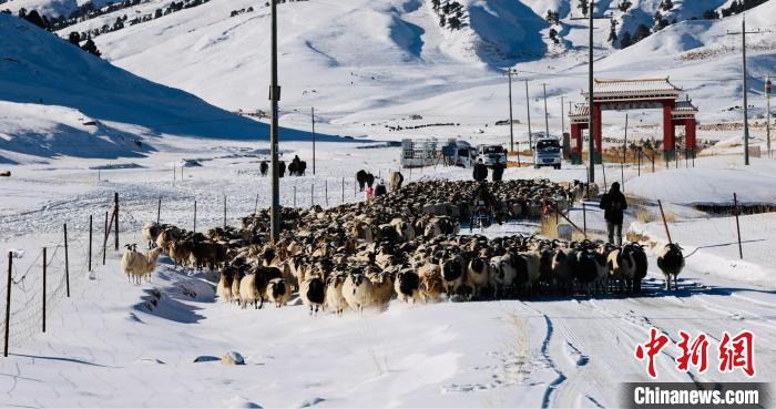 圖為村民在雪地上放牧?！《继m縣融媒體中心供圖