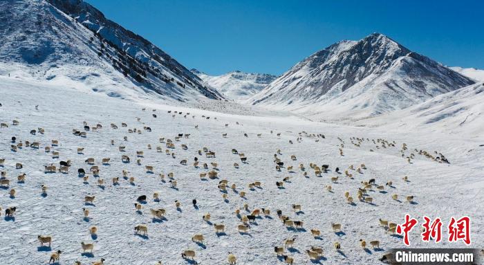 圖為羊群在雪地里覓食?！《继m縣融媒體中心供圖