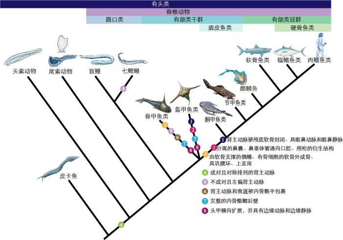 一些關(guān)鍵特征在脊索動物中的演化。　孟馨媛 繪圖 攝