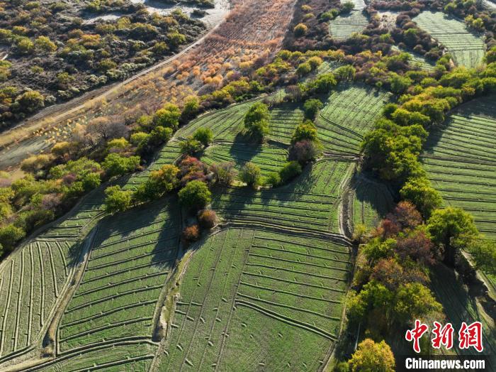 圖為11月8日，雅魯藏布江畔的高原梯田?！《拘?攝