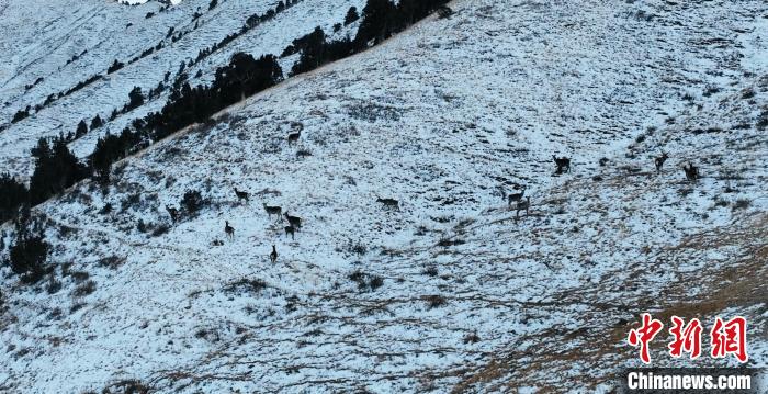 圖為巖羊和馬鹿集體在雪地里休憩?！《继m縣融媒體中心 供圖