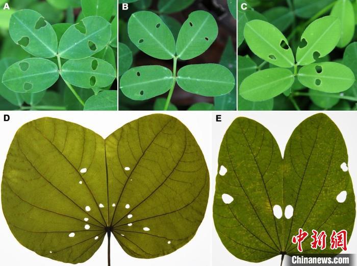 圖為現(xiàn)生植物葉片在夜晚合攏后被咬出的“蟲(chóng)眼” 云南大學(xué)古生物研究院供圖