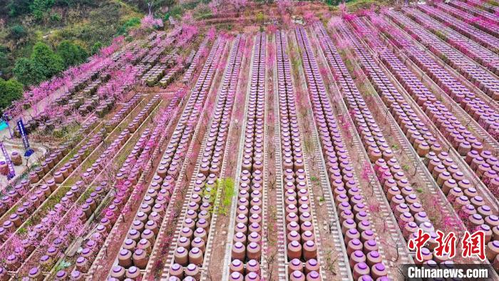 灼灼桃花惹人醉。　劉媛 攝