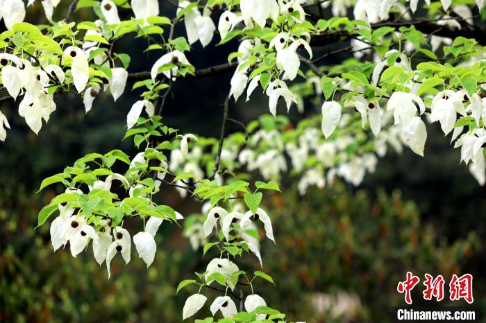 珙桐樹(shù)含芳吐艷，其白色的花形如飛鴿展翅，整樹(shù)猶如群鴿棲息，被稱為“鴿子花”。　呂楊 攝