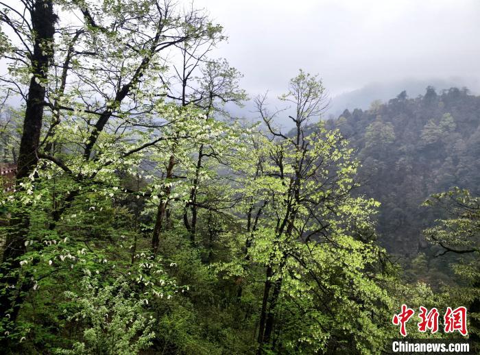 珙桐花朵潔白素雅，與青山雨霧融為一體?！螚?攝