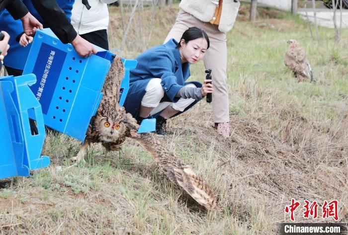 圖為西寧野生動(dòng)物園救護(hù)的雕鸮在西寧市放歸大自然?！●R銘言 攝