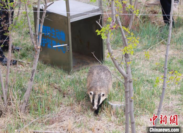 圖為西寧野生動(dòng)物園救護(hù)的狗獾在西寧市放歸大自然。　馬銘言 攝