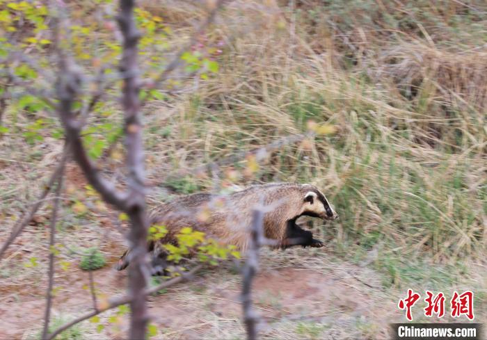 圖為西寧野生動(dòng)物園救護(hù)的狗獾在西寧市放歸大自然?！●R銘言 攝