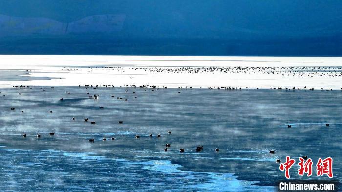 青海海晏成群鳥類東大灘水庫“泡湯”嬉戲