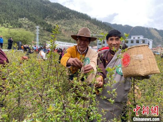 圖為當(dāng)?shù)剞r(nóng)牧民進(jìn)行藏雪茶采摘比賽。　王劍輝 攝