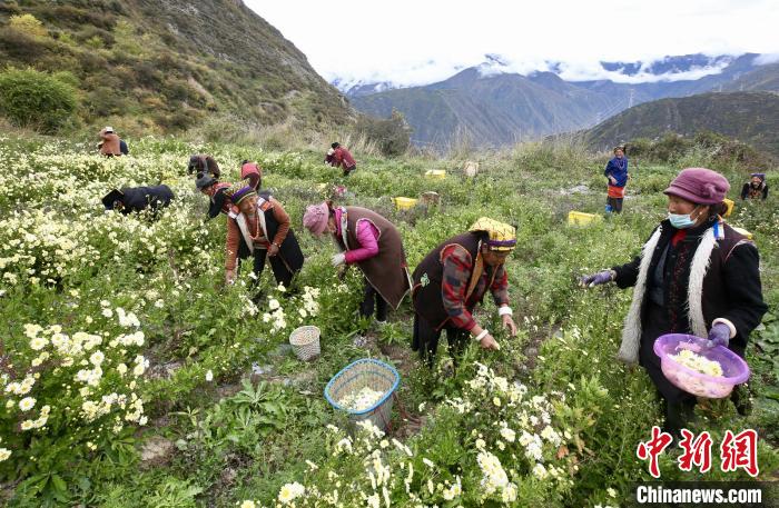 “落戶”黑水的杭白菊。桐鄉(xiāng)市宣傳部提供