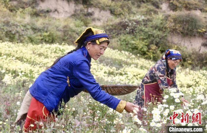 黑水村民在采摘杭白菊。桐鄉(xiāng)市宣傳部提供