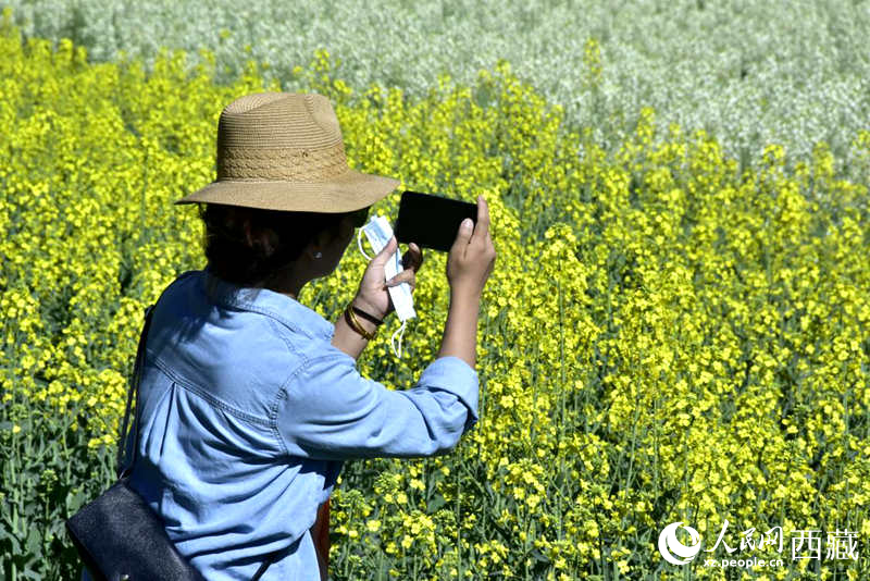 大片油菜花吸引游客到來。人民網(wǎng) 李海霞攝