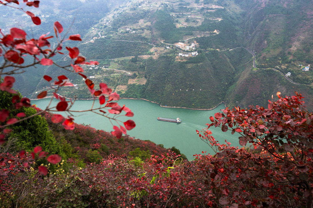 船舶行駛在紅葉掩映下的長江三峽重慶市巫山縣水域（2023年11月30日攝）。新華社記者 肖藝九 攝